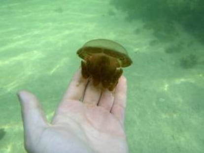 Un turista sostiene una de las medusas del lago de agua salada de Kabakan, ubicado en una remota y deshabitada región de la isla de Borneo, que tienen una particularidad: han perdido el poder urticante en un hábitat sin especies depredadoras.