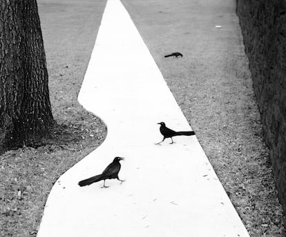 Houston, Texas, Estados Unidos, 1998. Fotografía incluida en la muestra 'Miniaturas' de Pentti Sammallahti.