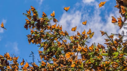 Monarch butterflies