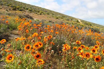 Margaritas en Namaqualand, Sudáfrica.