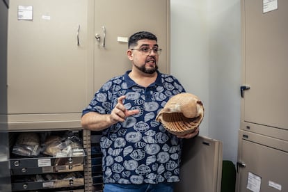 Fernando García Guerrero, personal técnico de la colección de malacología, sostiene y explica un ejemplar de ‘Tonna galea’ en el Museo de Ciencias Naturales de Madrid.