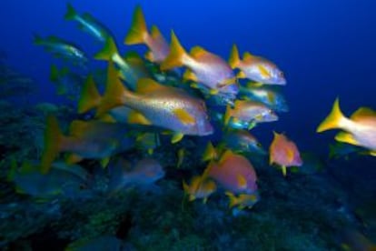 Pargos en Cayo Largo (Cuba).