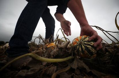 Un granjero inspecciona una calabaza en un campo de Maidstone (Gran Bretaña), el 14 de octubre de 2018.