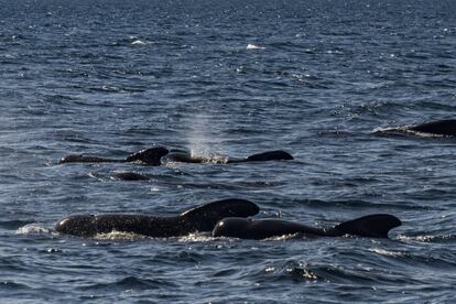 Ballenas piloto en las aguas del golfo. Aquí se encuentran importantes concentraciones de múltiples especies de ballena que residen todo el año o lo visitan estacionalmente, como la azul, la jorobada o el cachalote.