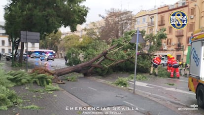 Imagen de los bomberos de Sevilla del árbol que se ha desplomado esta tarde en la calle de Luis Montoto.