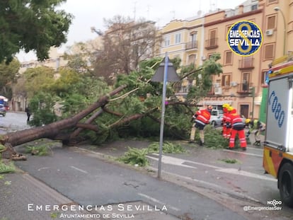 Imagen de los bomberos de Sevilla del árbol que se ha desplomado esta tarde en la calle de Luis Montoto.