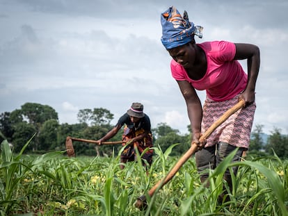 Una trabajadora quita las malas hierbas en las tierras del dueño de las tierras, Tino Zinyemba, en la localidad de Glendale, en  Zimbabue, en diciembre de 2022