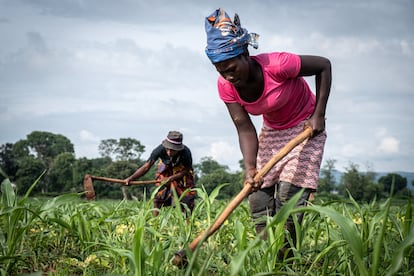 Farm workers weeding the land owned by Tino Zinyemba in Glendale, Zimbabwe, in December 2022.