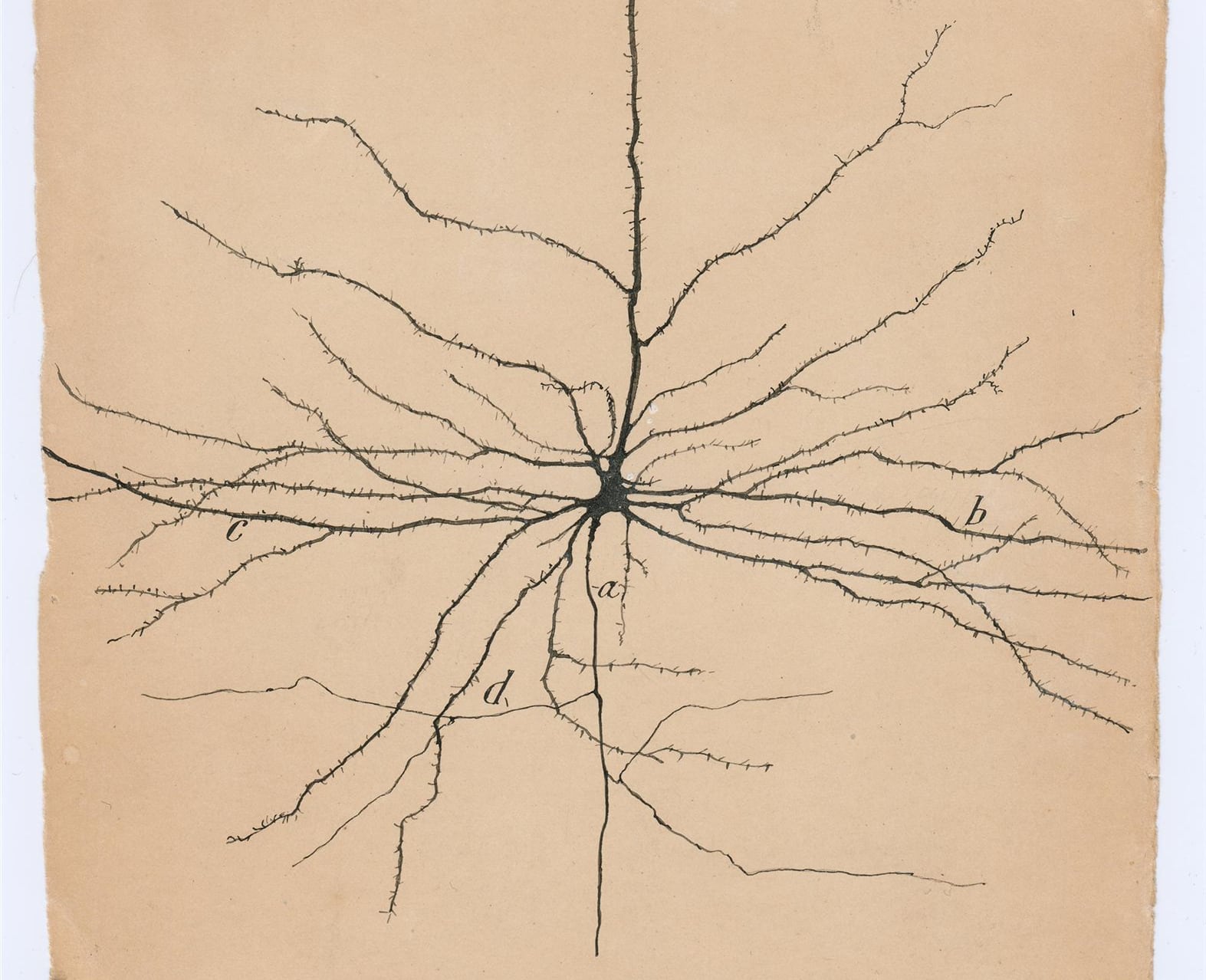Neurona del cerebro de un hombre de 30 años, dibujada por Cajal y publicada en su obra 'Textura del sistema nervioso'.