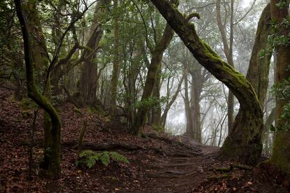 El Bosque del Cedro, ubicado en el Parque Nacional Garajonay, en la isla de La Gomera.