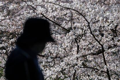 Los expertos de la agencia que estudian los cerezos del templo de Yasukuni comprobaron que las primeras flores habían eclosionado, nueve días antes de la fecha habitual. En la foto, un visitante camina junto a los cerezos en flor en el parque Chidorigafuchi en Tokio (Japón), el 25 de marzo de 2018.