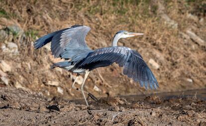 Por su localización, se solapan las dos principales rutas migratorias europeas (la del Atlántico Este y la del Mediterráneo y Mar Negro), por lo que se trata de un enclave de alto valor para la conservación de las aves acuáticas migratorias. 
