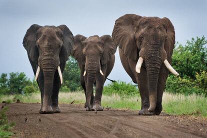 Elefantes en el parque nacional Kruger, en el noreste de Sudáfrica.