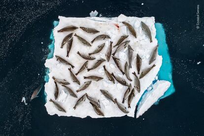 Un pequeño témpano de hielo en el Canal Errera, en la punta de la Península Antártica, ofrece apenas espacio suficiente para que un grupo de focas cangrejeras descansen.