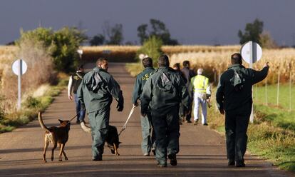 Agentes de la Guardia Civil buscan en los campos de maíz al asesino confeso de El Salobral, Albacete.
