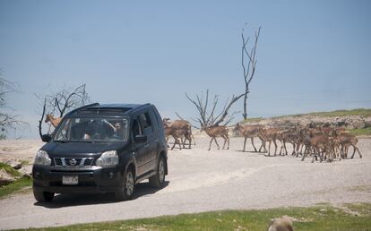 A family drives slowly through the Africam Safari in central Mexico; July 25, 2023.