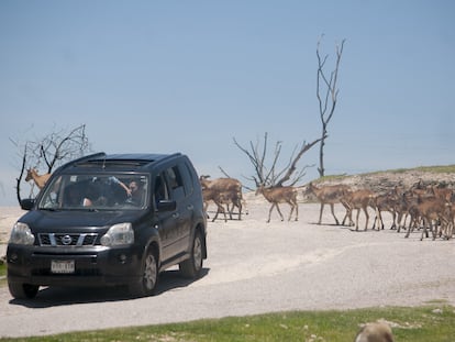 A family drives slowly through the Africam Safari in central Mexico; July 25, 2023.