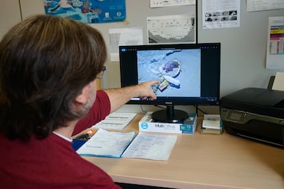 Jesús Tomás, biólogo de la Universitat de València, señala la fotografía de una tortuga atrapada en la pantalla de su ordenador.