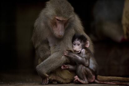 Un babuino bebé junto a su madre en la jaula donde viven.