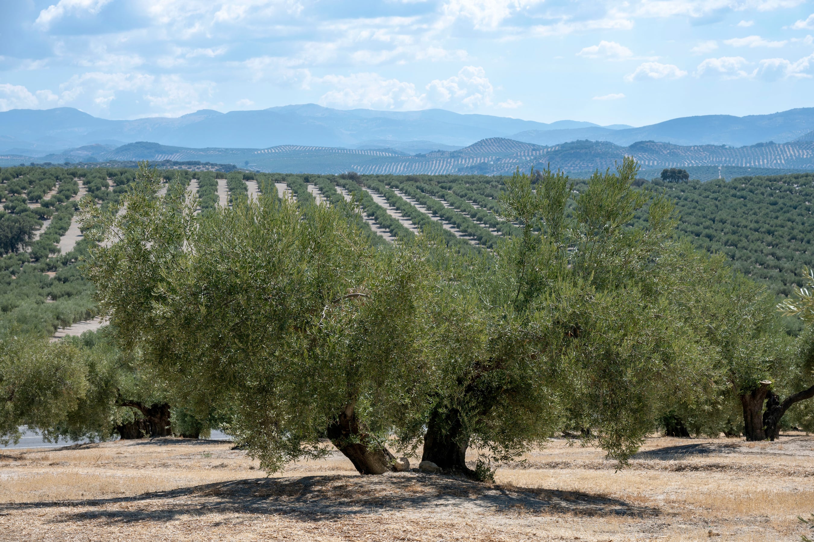 Reivindicación del aceite de oliva, pilar de la cultura mediterránea