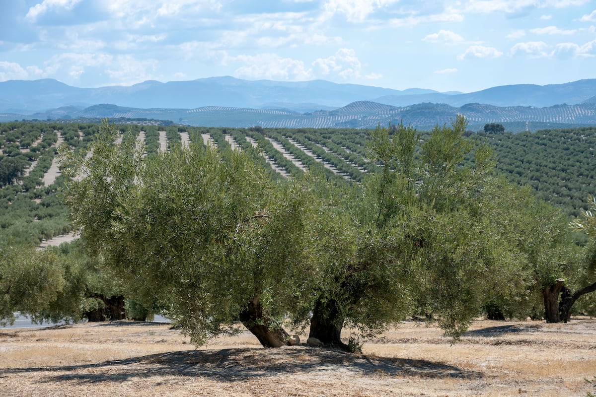 Reivindicación del aceite de oliva, pilar de la cultura mediterránea