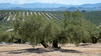 Aceite de oliva