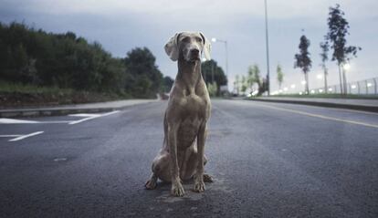 Tesla ahora ve a los perros como si fueran personas.