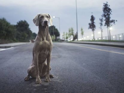 Tesla ahora ve a los perros como si fueran personas.