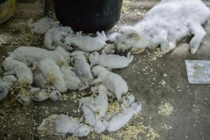 Conejos tirados en el suelo en una granja de León.