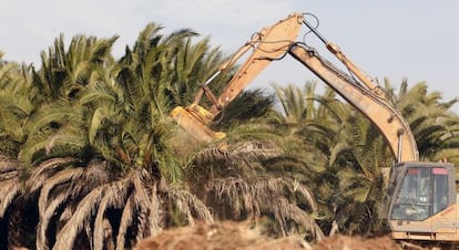 Destrucci&oacute;n de palmeras en Sagunto a causa de la plaga del picudo y la crisis. 