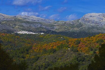 In Sierra de las Nieves, a natural enclave in southwest Málaga that became Spain’s 16th national park this past summer, it is important to listen as much as it is to look if you go there in the fall. At sunset, visitors can not only enjoy the palette of greens, yellows and browns from the forests of holm oak, cork oak, pine, fir and chestnut, but also hear the bellowing calls of male deer during the rut. The area known as Bosque de Cobre (Copper Forest), which gets its name from the reddish tinge on the leaves of the chestnut trees that cover the mountain range and the neighboring Valley of Genal, contains several well-marked trails. For more information: sierradelasnieves.es and malaga.es