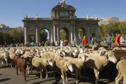 Más de 3.000 ovejas y vacas, acompañadas por sus pastores, pasan junto a la Puerta de Alcalá con motivo de la XVIII Fiesta de la Trashumancia, que quiere reivindicar los derechos de paso, conservación y acondicionamiento de las cañadas para el ganado y el desarrollo sostenible, el año pasado. EFE/Archivo