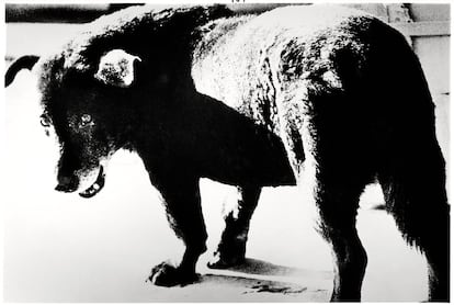 'Misawa', el perro que Daido Moriyama fotografió en 1971.