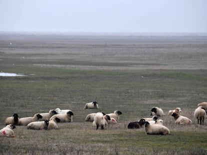 Un reba&ntilde;o de ovejas cerca de una base militar estadounidense en Rumania. 