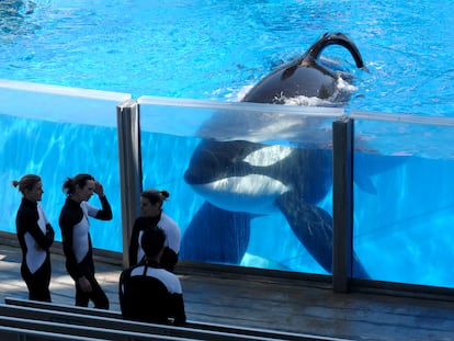 La orca 'Tilikum' en una imagen de marzo de 2011 cerca de entrenadores de SeaWorld, en Orlando, EE UU. Por entonces ya había sido causante de la muerte de tres personas.