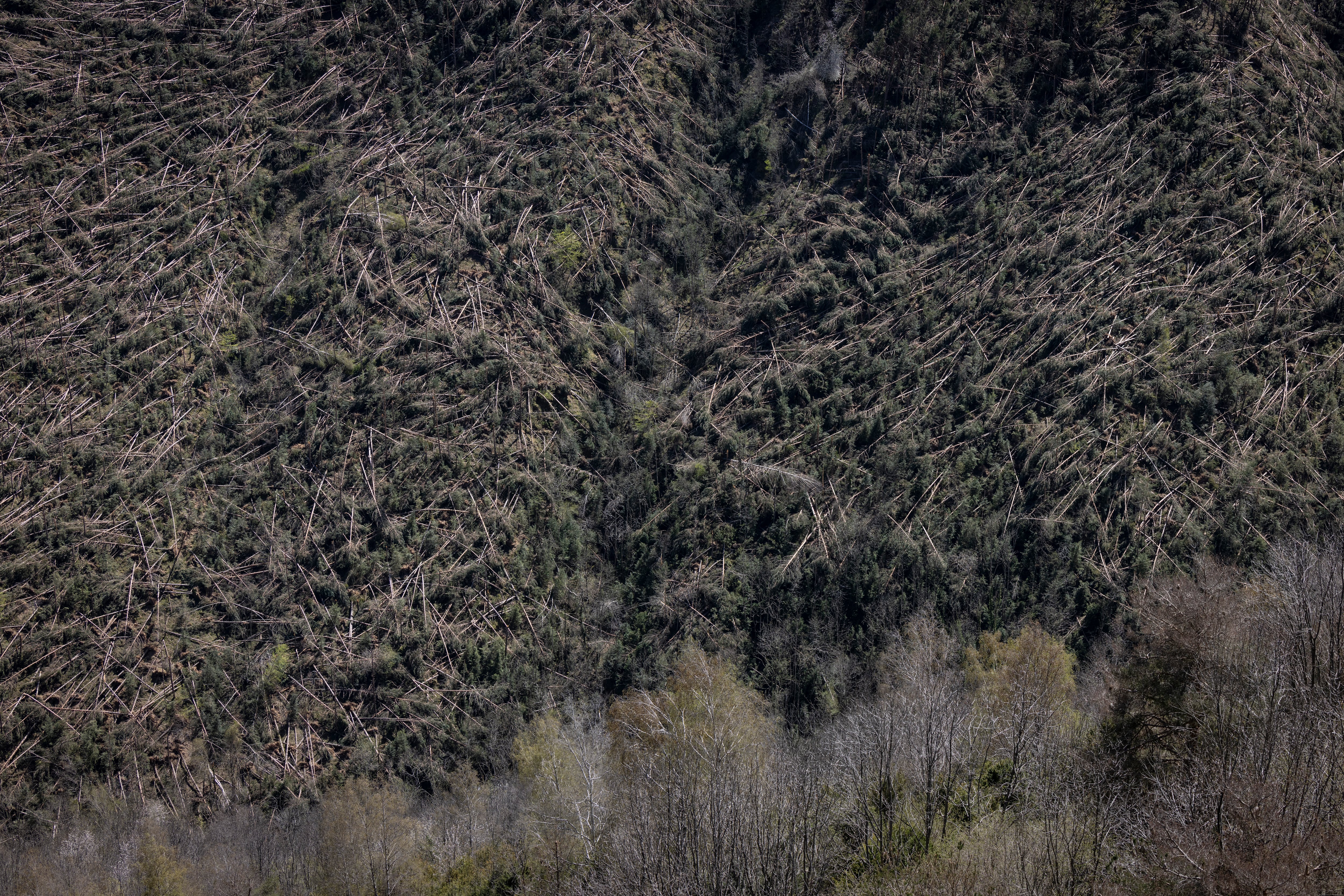 44.000 toneladas de madera caída: el Pirineo sigue atrapado entre nieve, papeleo y falta de medios