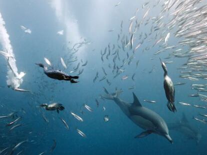 Cormoranes y delfines pescando en un banco de sardinas en Sud&aacute;frica.