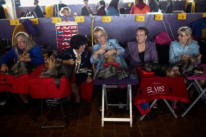 Un grupo de mujeres esperan su turno para competir junto a sus perros, Yorkshire Terriers, en la Westminster Kennel Club Dog Show de Nueva York.