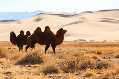 Camellos bactrianos en el desierto de Gobi.