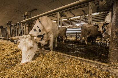 Cows at the Brodowin organic farm, which spend time outdoors every day.