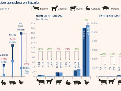 España pierde 170.000 granjas en una década, pero produce 2 y 5 veces más cerdos y pollos