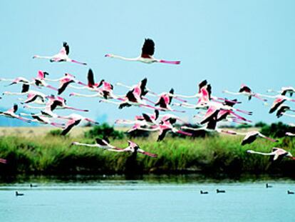 Una bandada de flamencos en Veta la Palma, una finca sevillana dedicada a la acuicultura y el turismo en el interior del parque natural de Doñana.