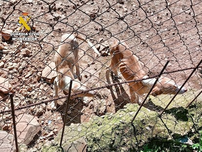 Perros Cañamero