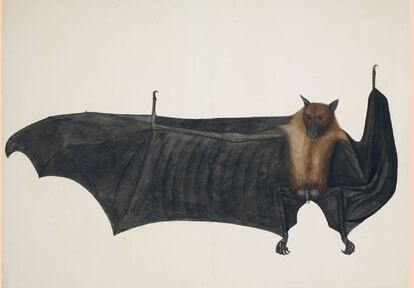 Dibujo de un zorro volador de la India (o murciélago de la fruta), atribuido a la escuela del pintor Bhawani Das (siglo XVIII).