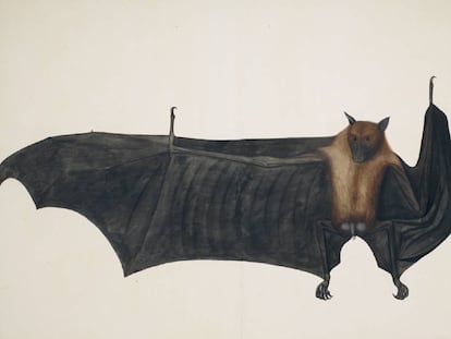 Dibujo de un zorro volador de la India (o murciélago de la fruta), atribuido a la escuela del pintor Bhawani Das (siglo XVIII).