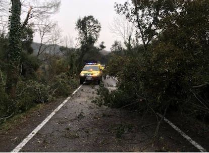 Un arbre caigut en una carretera a la zona afectada.