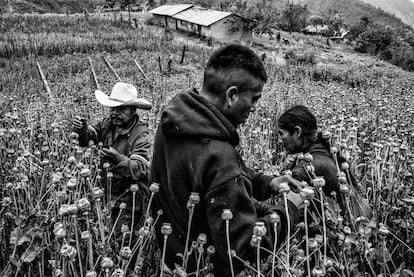 Plantíos de amapola en Guerrero