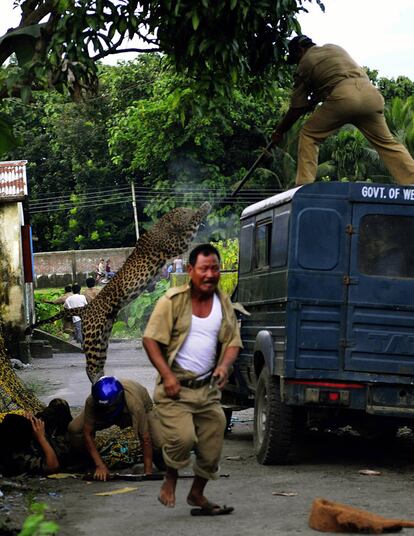 Un guardia apunta al leopardo, al tiempo que otros dos permanecen tendidos en el suelo y un tercero sale corriendo.