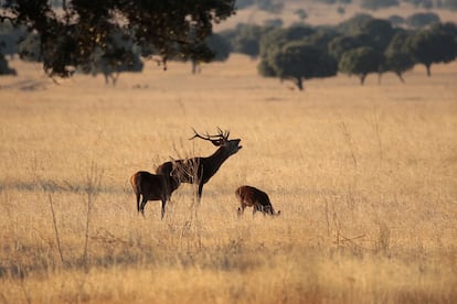 La berrea del ciervo en Cabañeros, uno en los parques nacionales donde se ha seguido cazando.