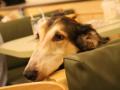 Uno de los perros del Bau House Dog Cafe.